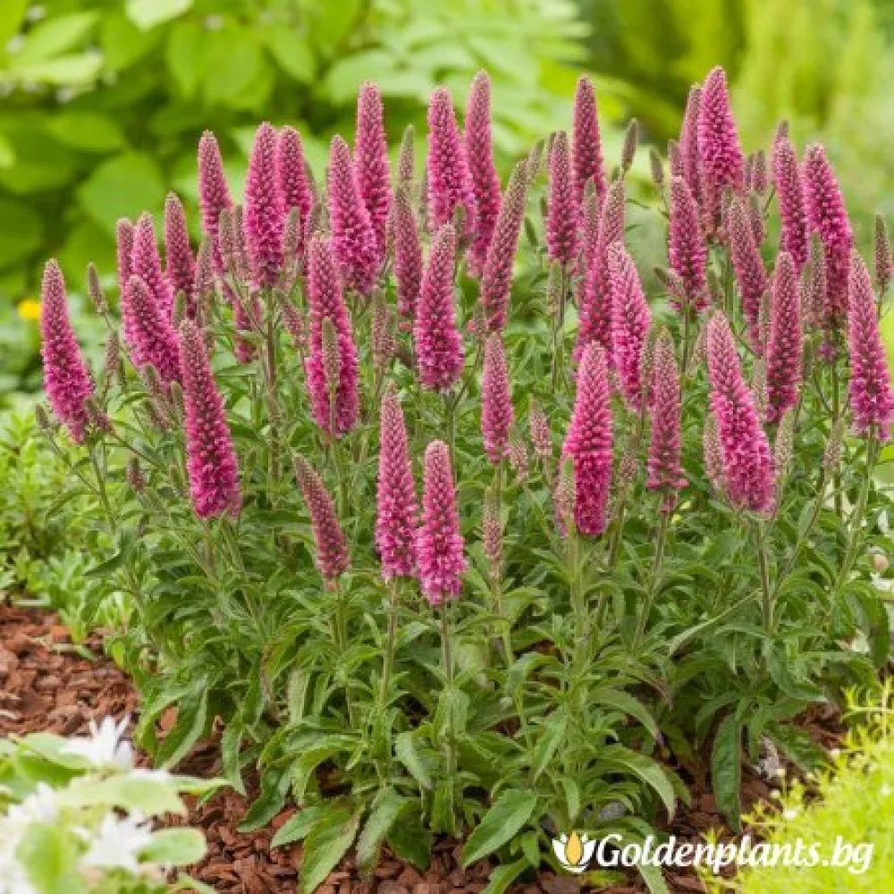 Розова Вероника (цъфтящ вид)