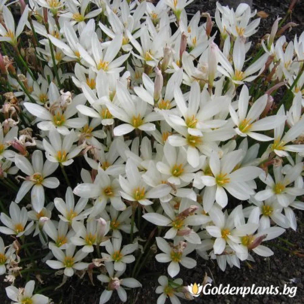 Зефирантес, Дъждовна лилия (дървесен вид)