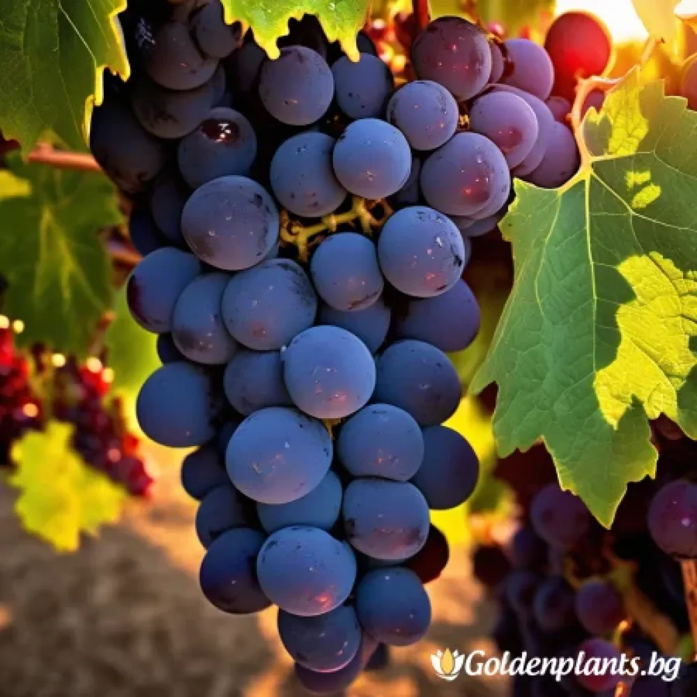 Лоза сорт Каберне Фран /cabernet franc/- Средно късно зреещ (лозов сорт)