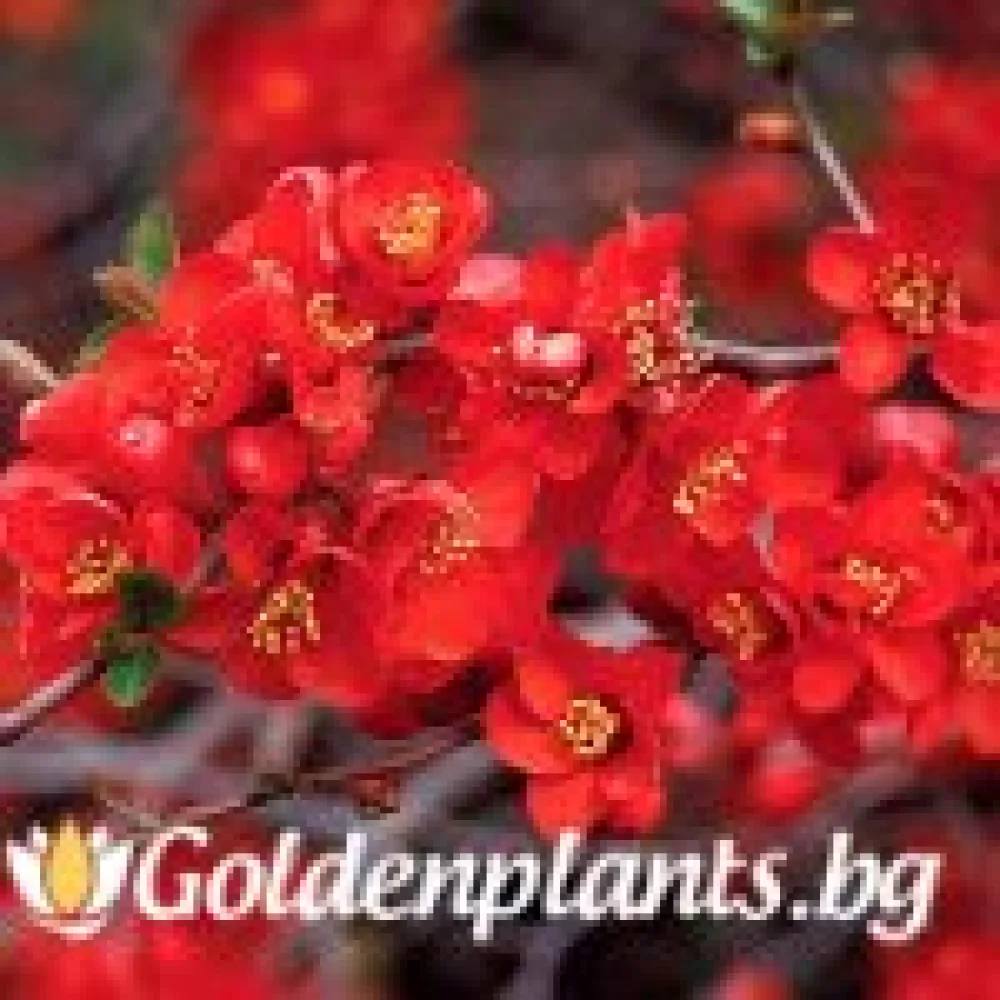 Японска дюля Crimson and Gold (дървесен вид)