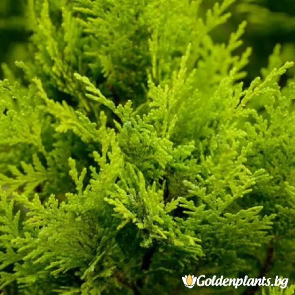 Лъжекипарис Ellwood and ’s Gold (дървесен вид)