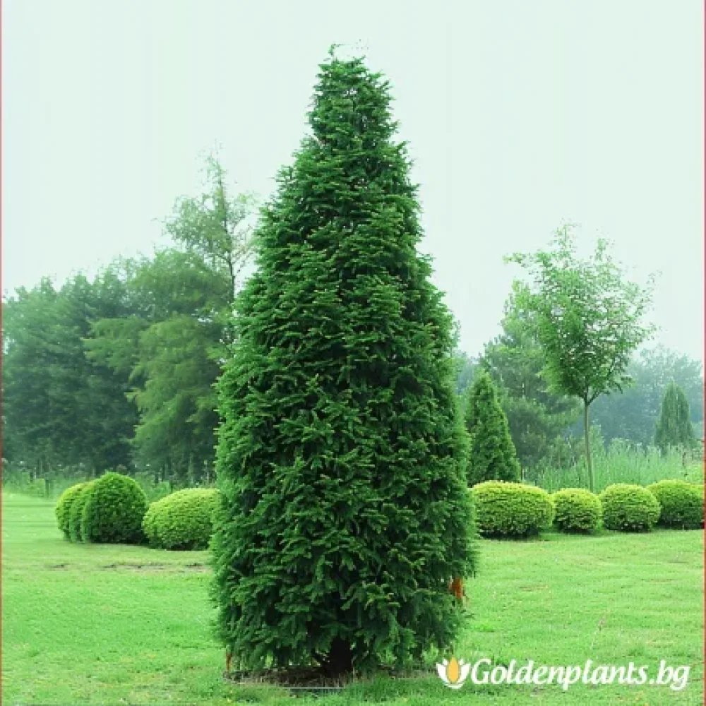 Туя Смарагд 20-25 см (дървесен вид)