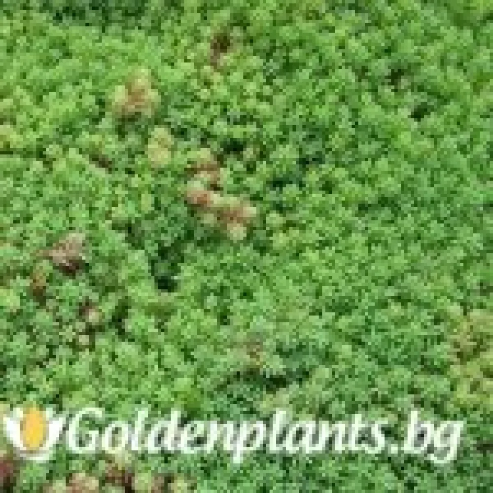 Седум green carpet зелен (градински вид)