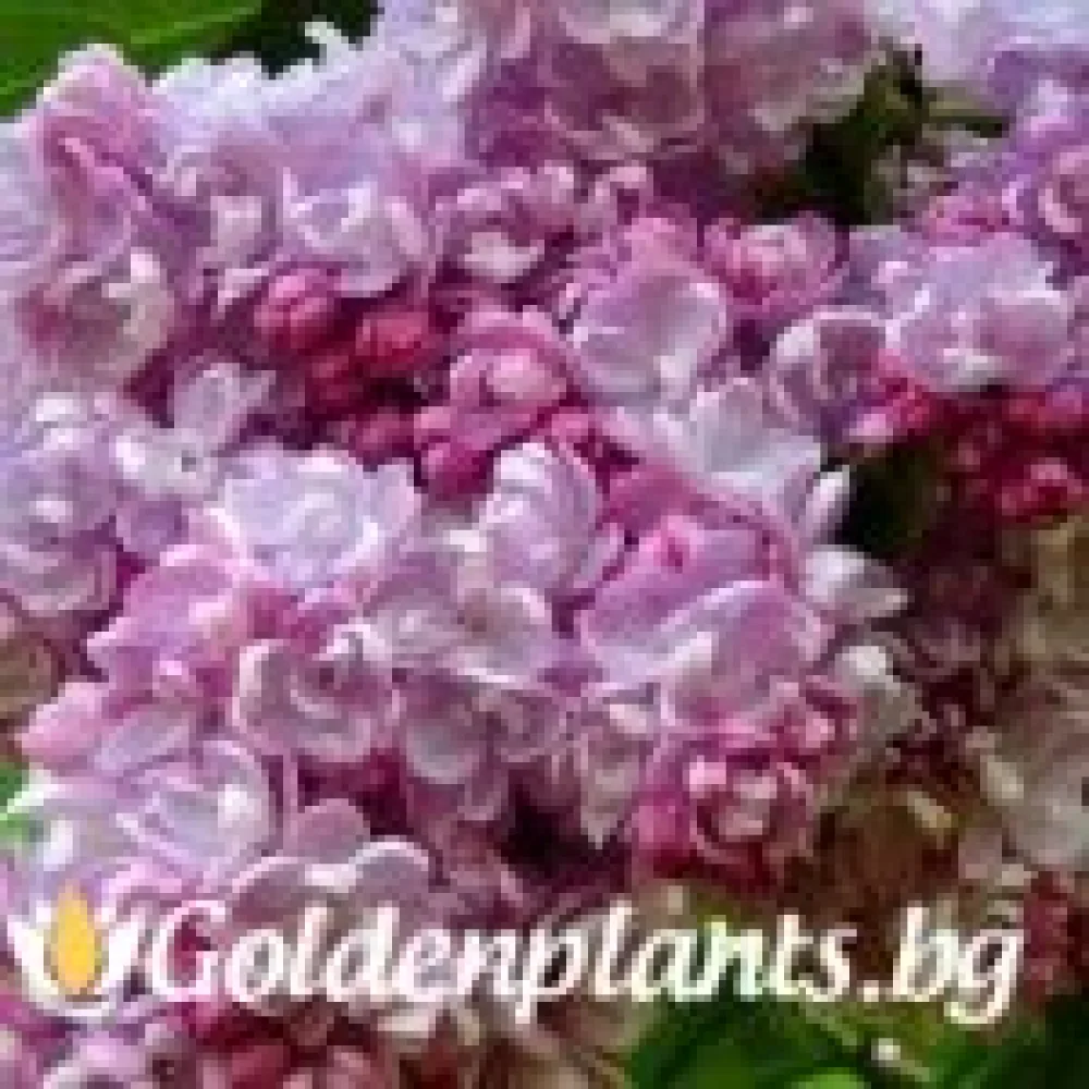 Люляк – сорт ‘Колхозница’