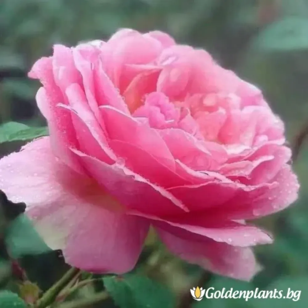 Роза – сорт ‘Розова Перла’ (гол корен)