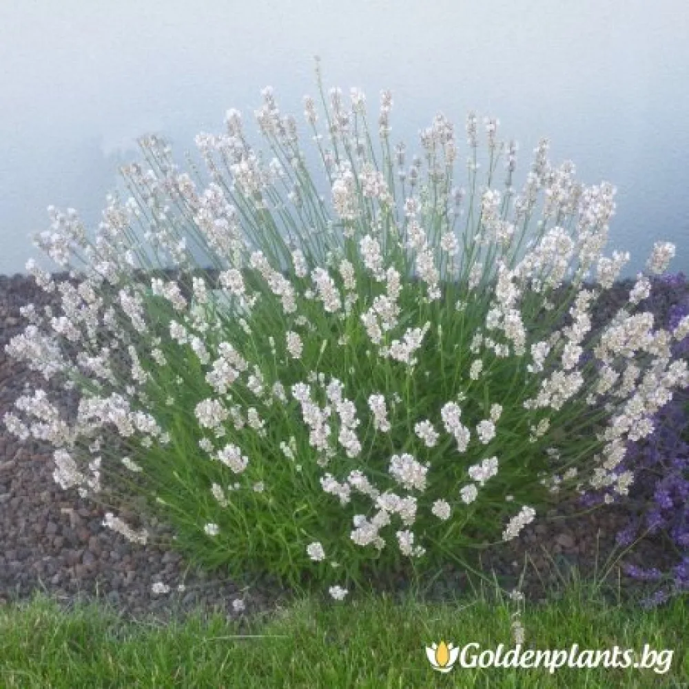 Лавандула – сорт ‘Еделвайс’