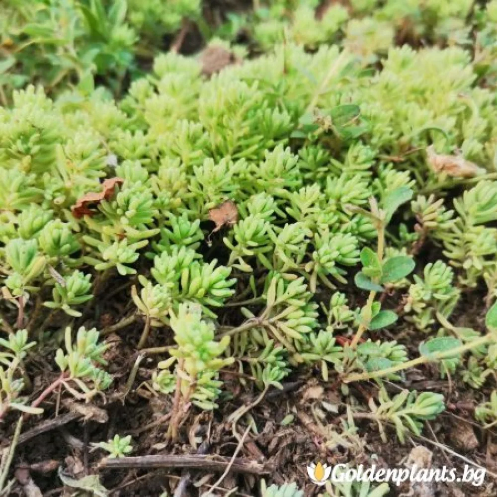 Седум green carpet зелен (градински вид)