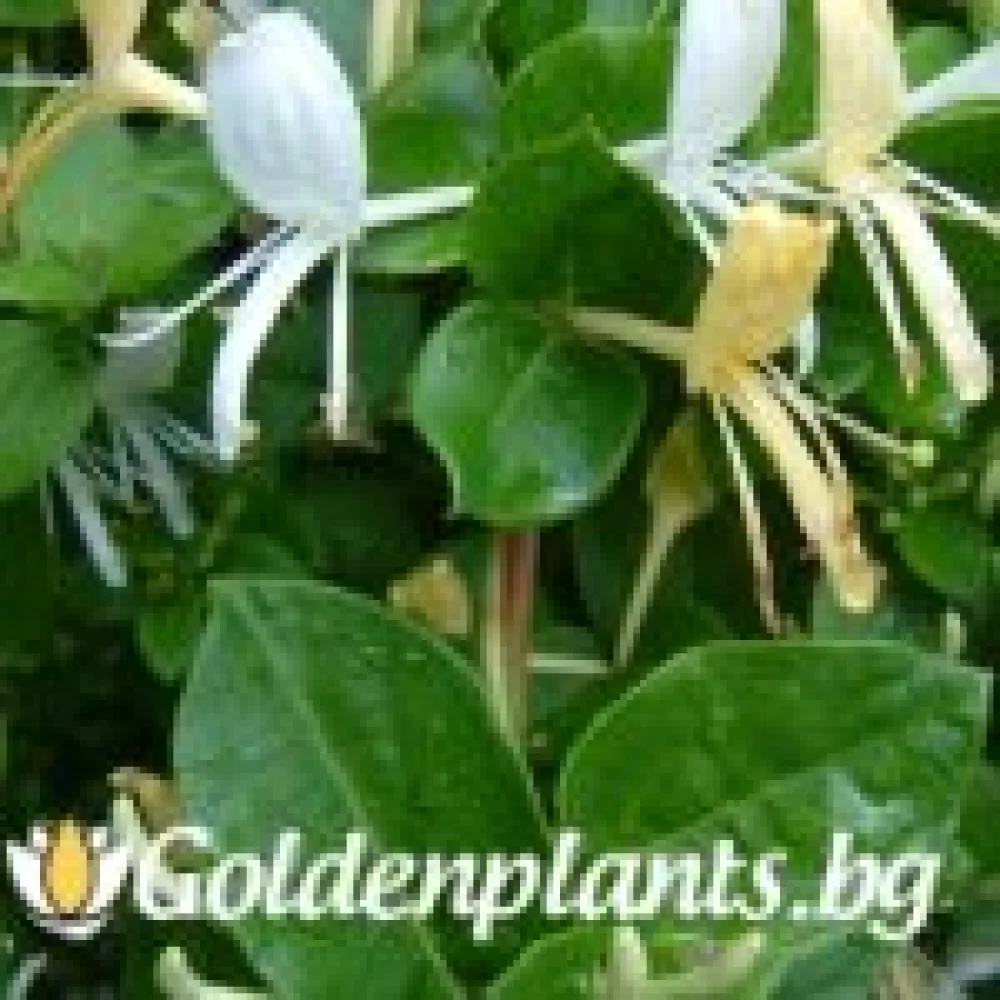 Лоницера Japonica (за жива ограда)