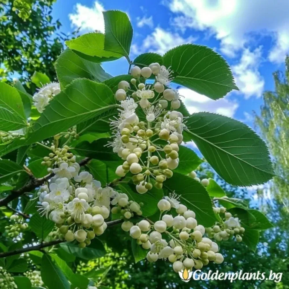 Офика Бяла 120см (дървесен вид)