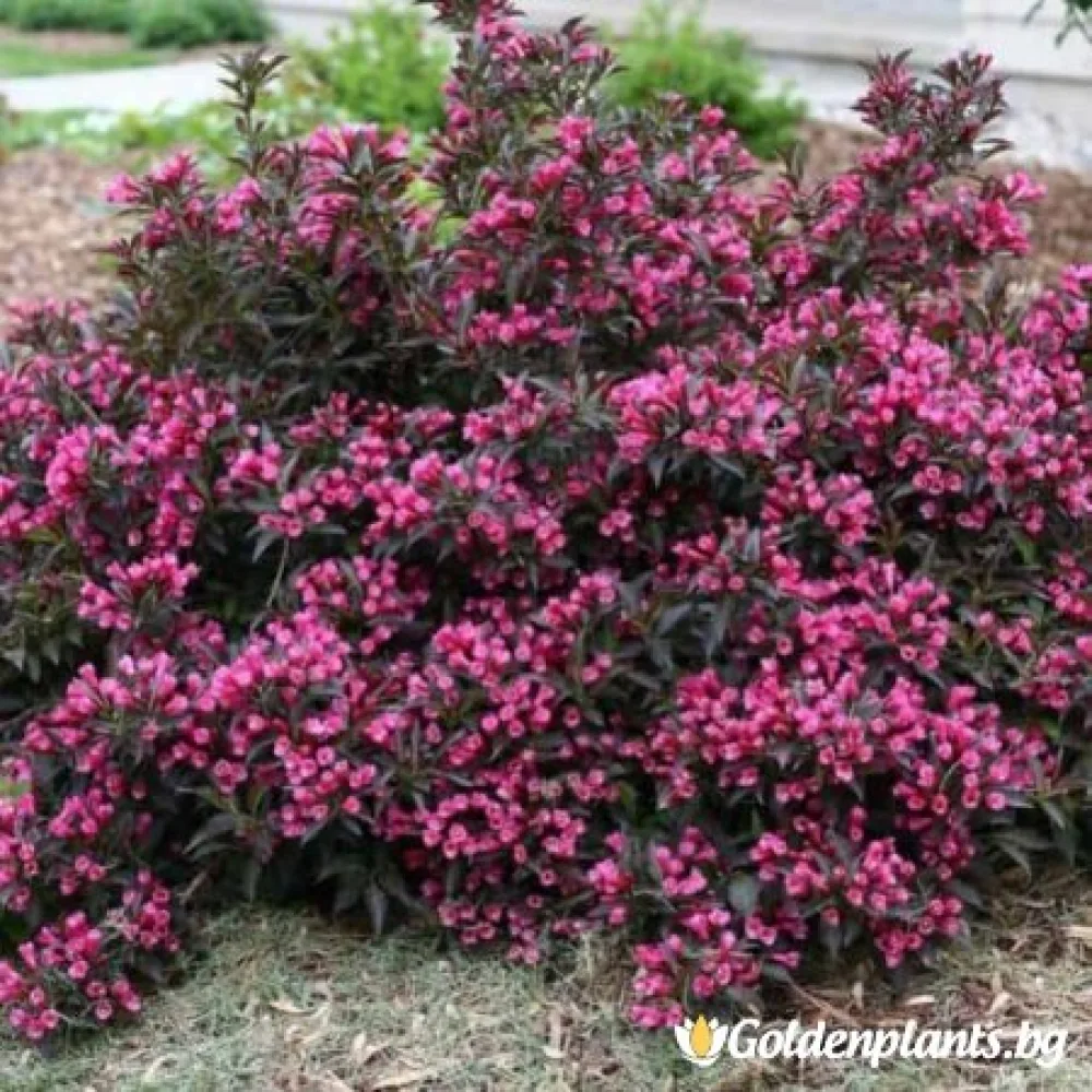 Вайгела florida Purpurea (дървесен вид)