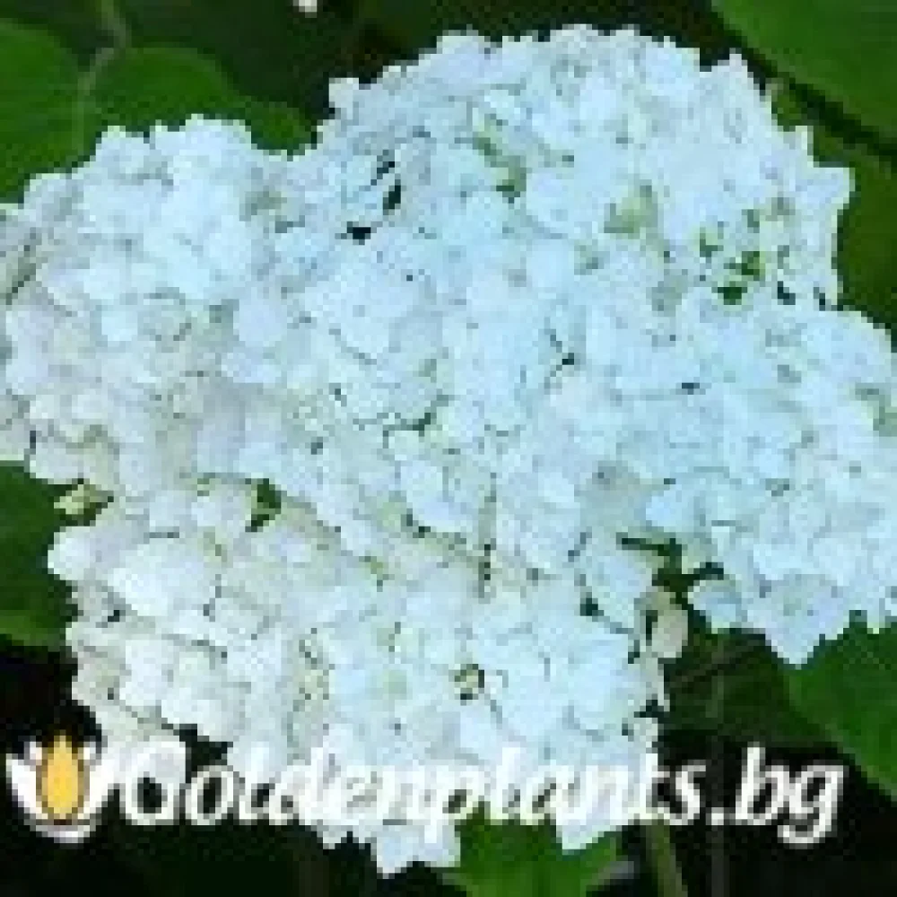 Хортензия бяла (дървесен вид)