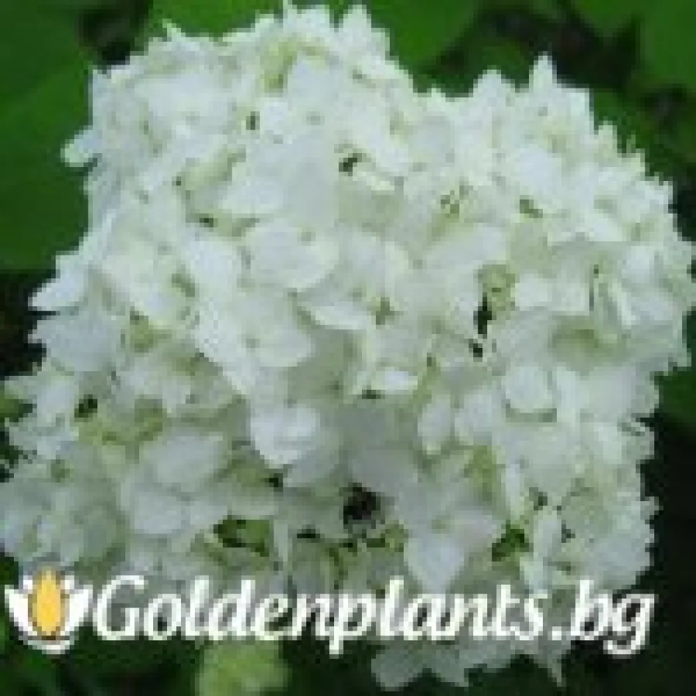 Хортензия бяла (дървесен вид)