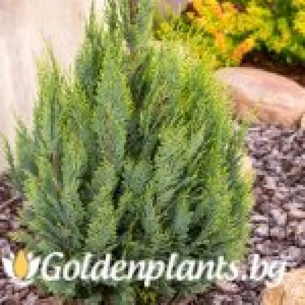 Лъжекипарис Ellwood and ’s Gold (дървесен вид)