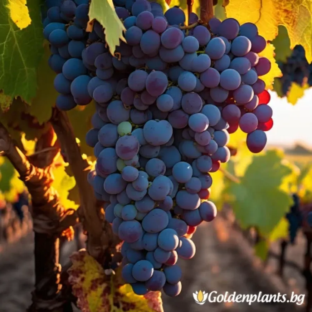Лоза сорт Каберне Фран /cabernet franc/- Средно късно зреещ (лозов сорт)