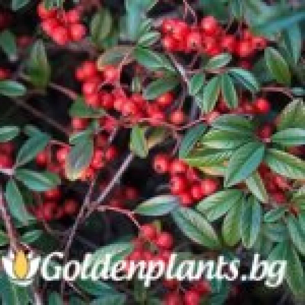 Котонеастър Salicifolia (за жива ограда)