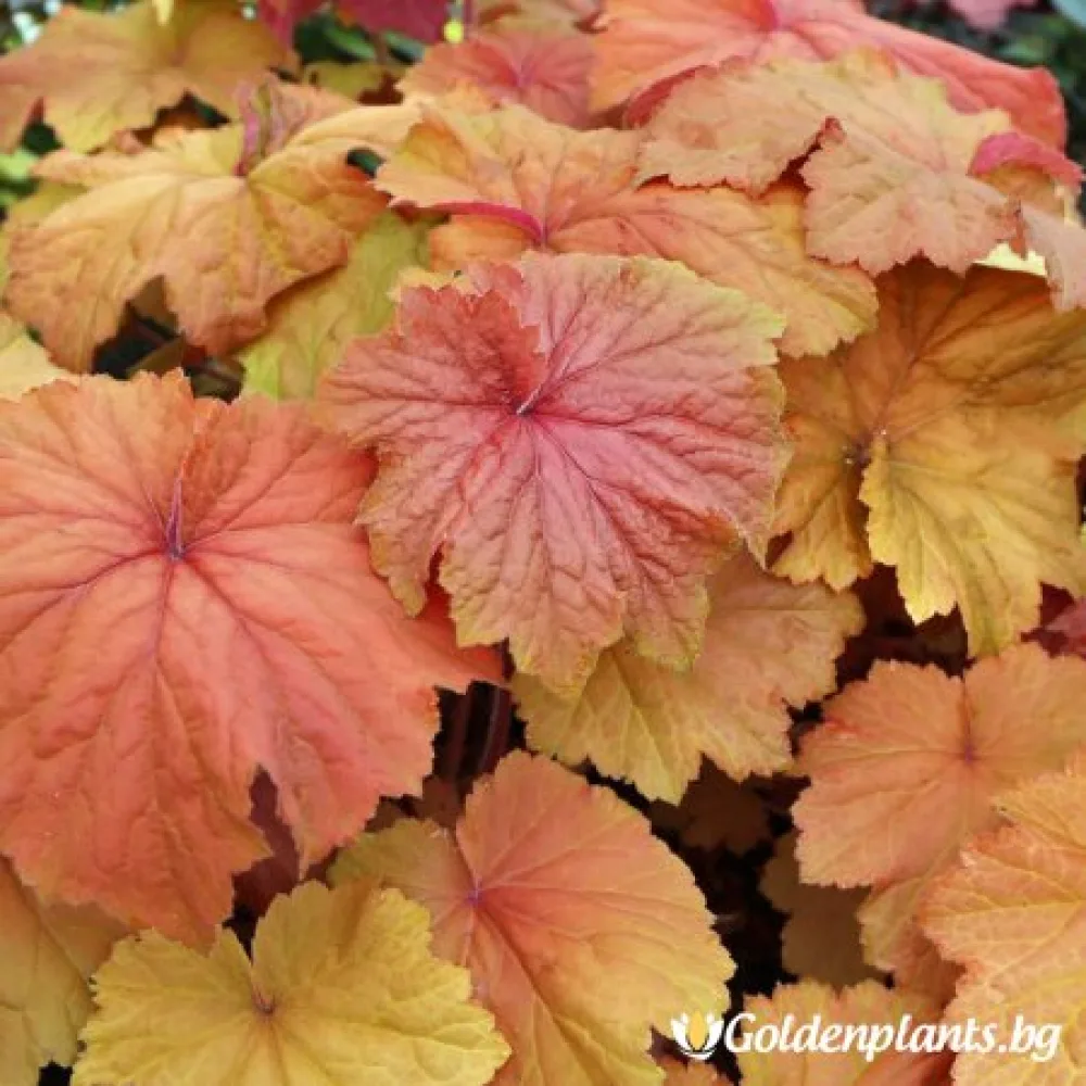 Хойхера – сорт ‘Карамел’