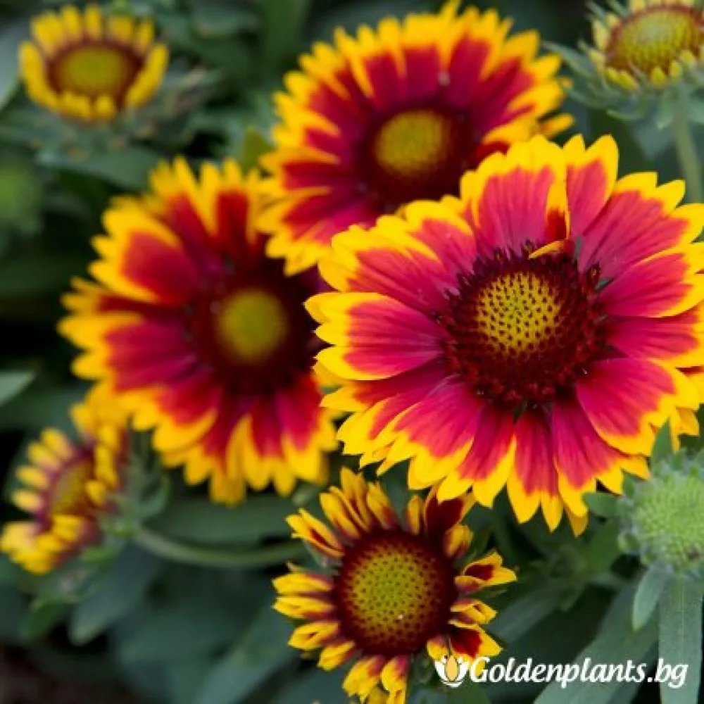 Гайлардия оранжева / Gaillardia (цъфтящ вид)