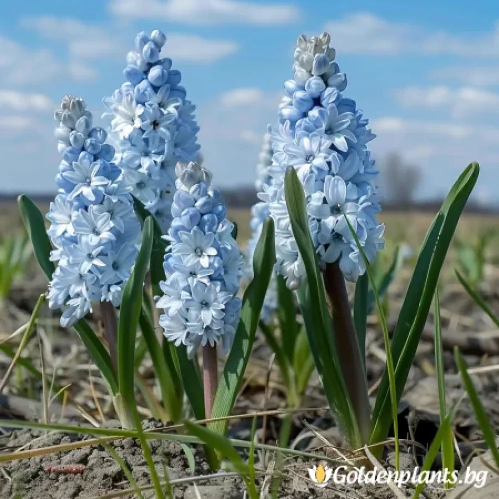Ливанска Пушкиния (градински вид)