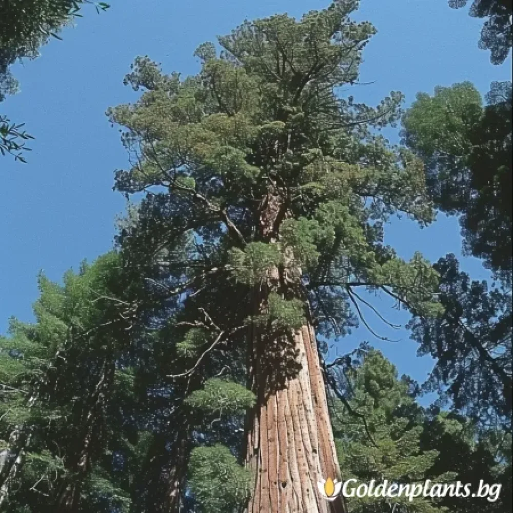 Калифорнийска Секвоя (дървесен вид)