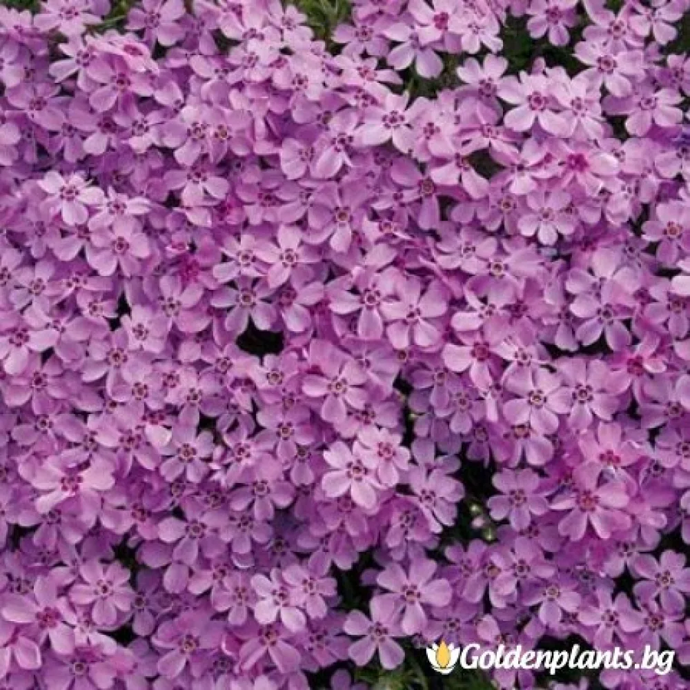 Алпийски Флокс розов (градински вид)