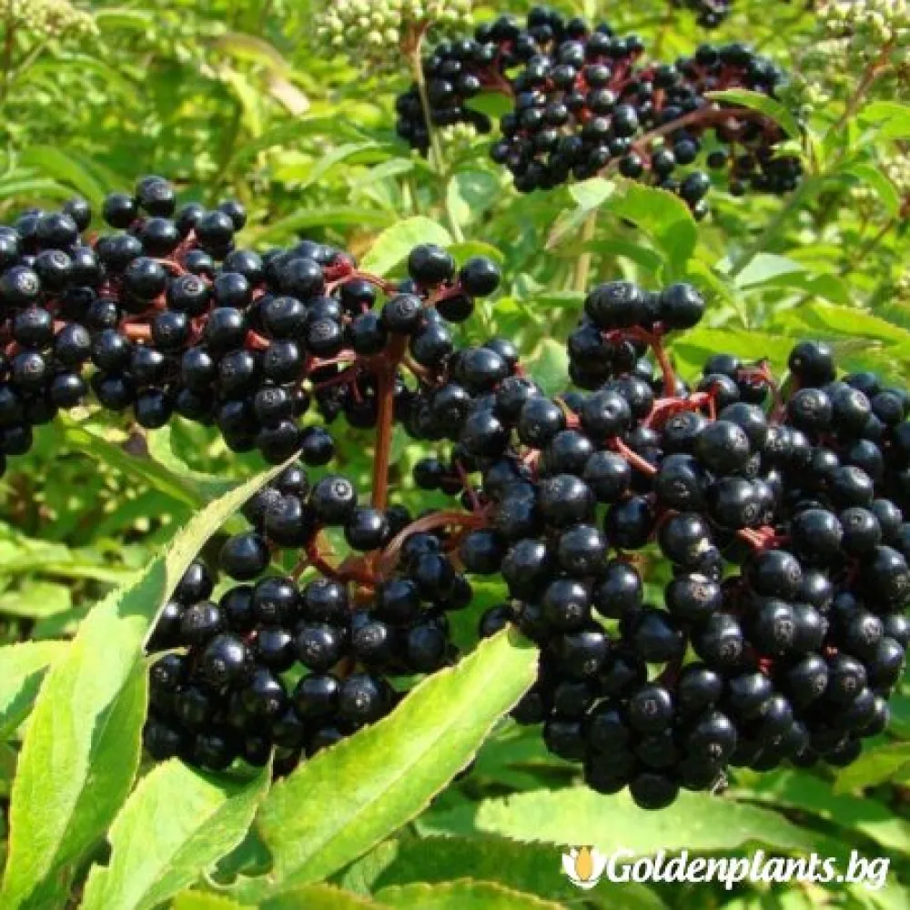 Черен бъз (плодов сорт)