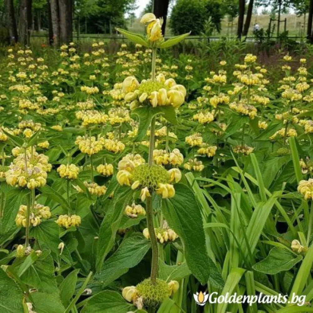Фломис – сорт ‘Руселиана’
