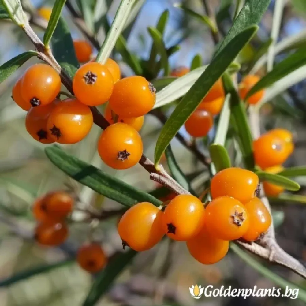 Облепиха Полимикс - Мъжко (плодов сорт)