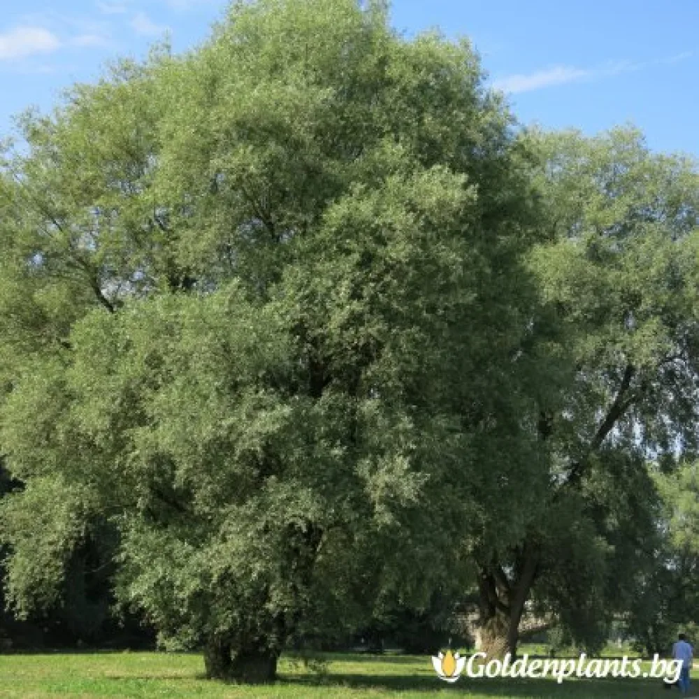 Обикновена Бяла Върба 50-60 см (дървесен вид)