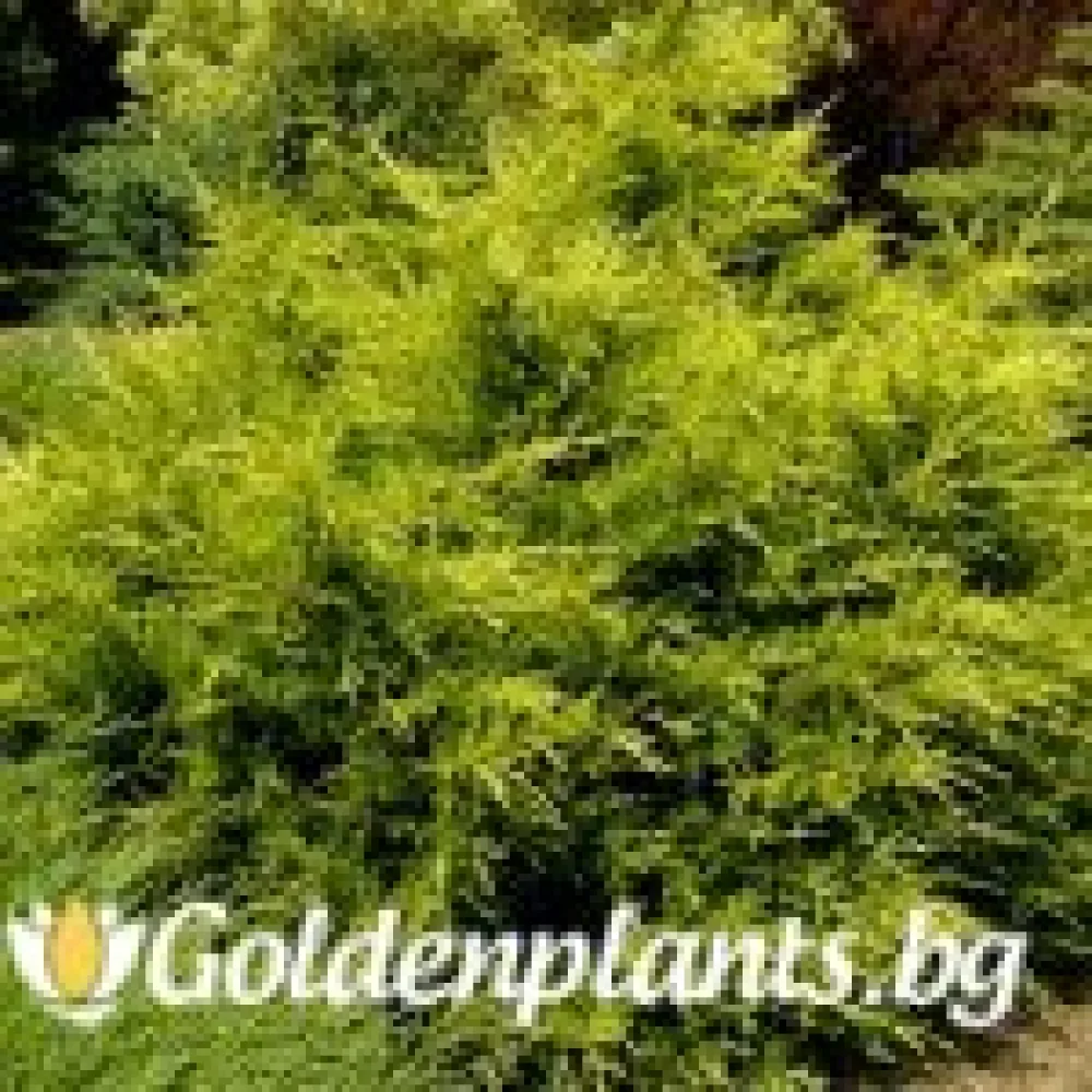 Юниперус Kuriwao Gold (градински вид)