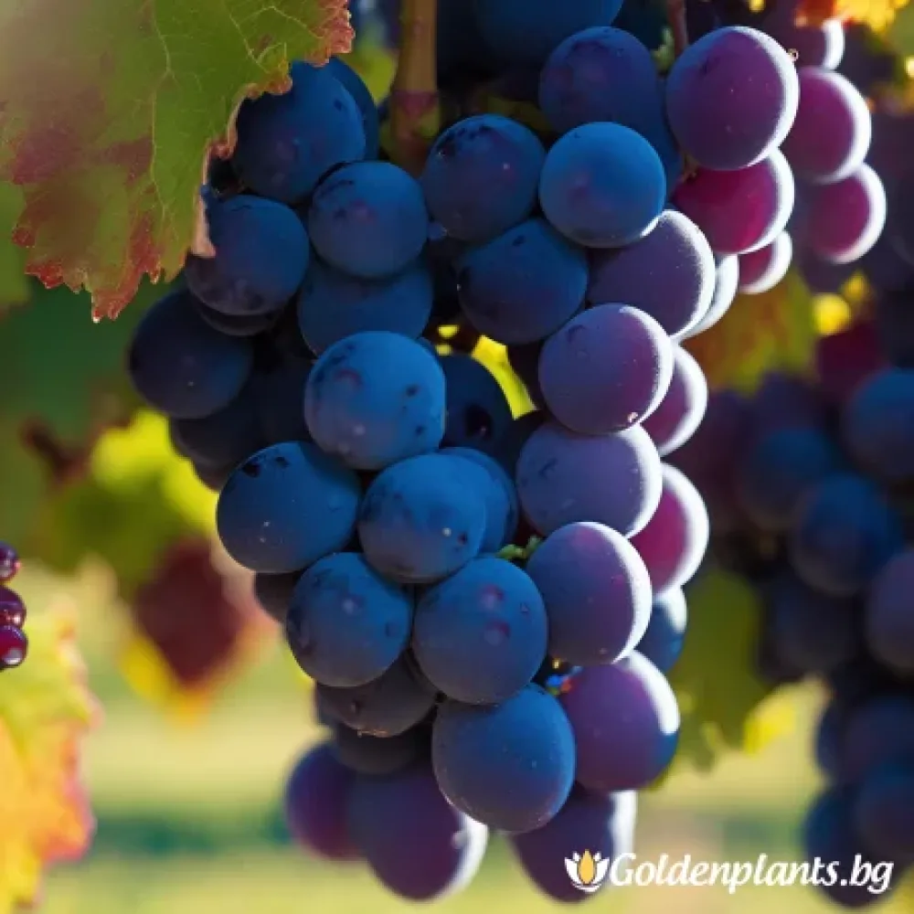 Лоза сорт Сира /Syrah/- ранно зреещ (лозов сорт)