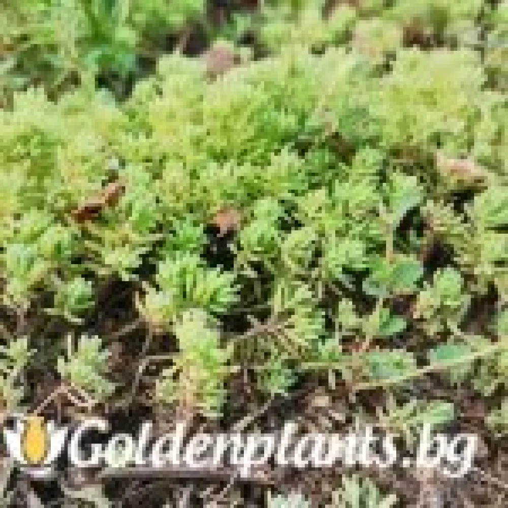 Седум green carpet зелен (градински вид)