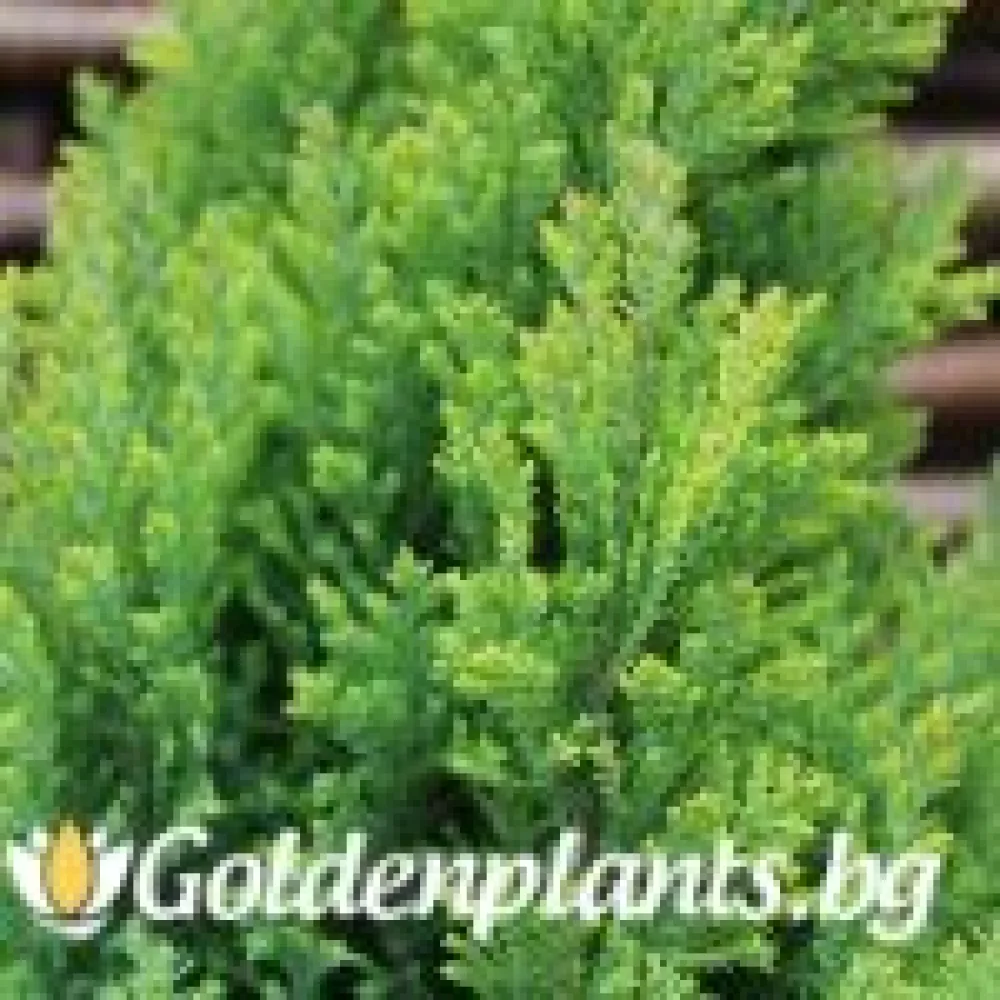 Лъжекипарис Ellwood and ’s Gold (дървесен вид)