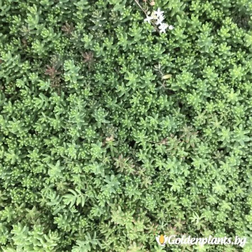 Седум green carpet зелен (градински вид)