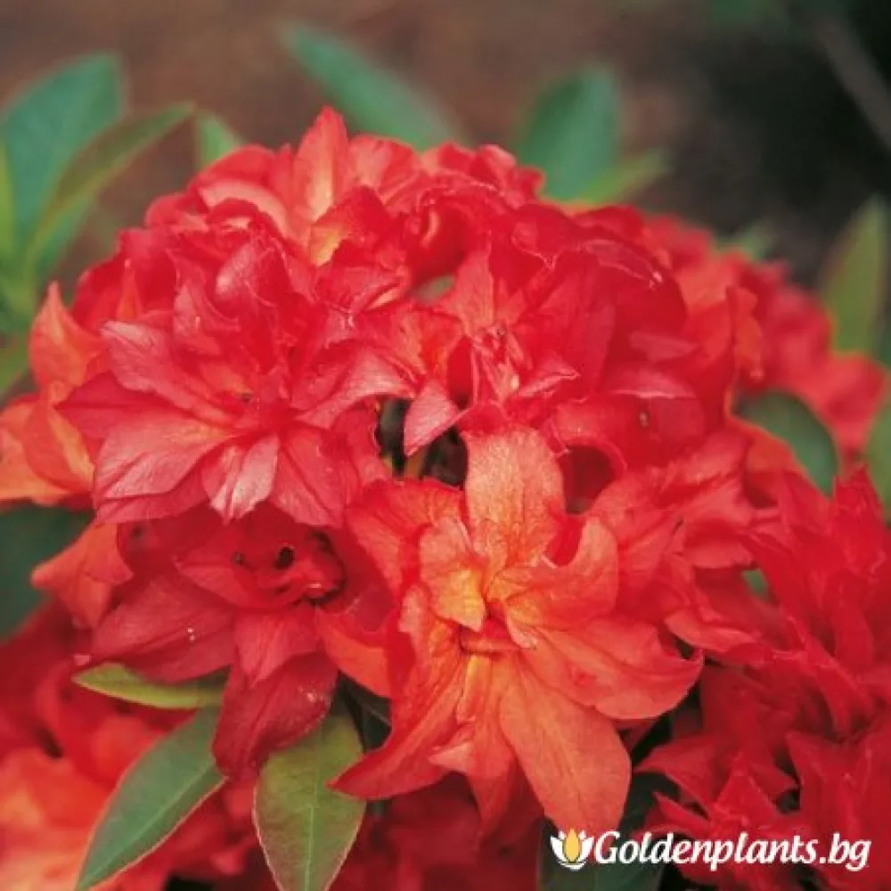 Азалия – сорт ‘Огнена глава’