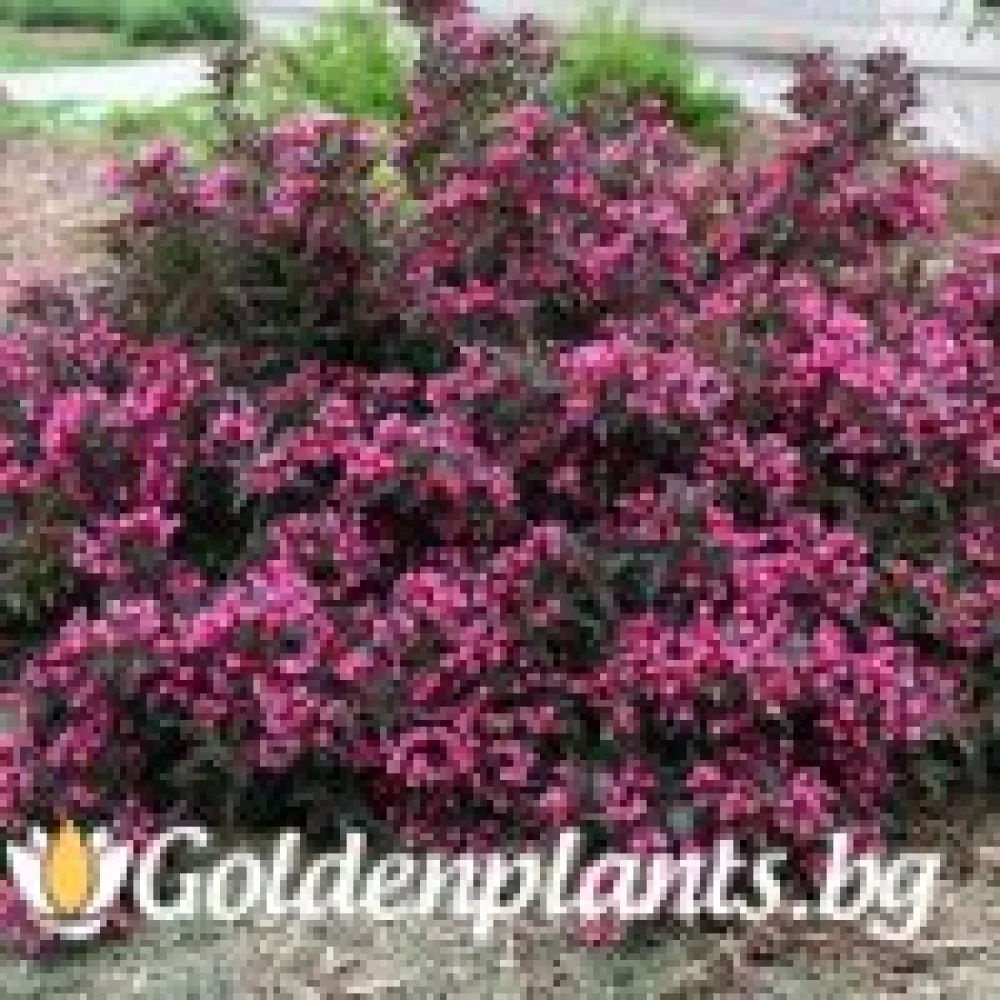 Вайгела florida Purpurea (дървесен вид)