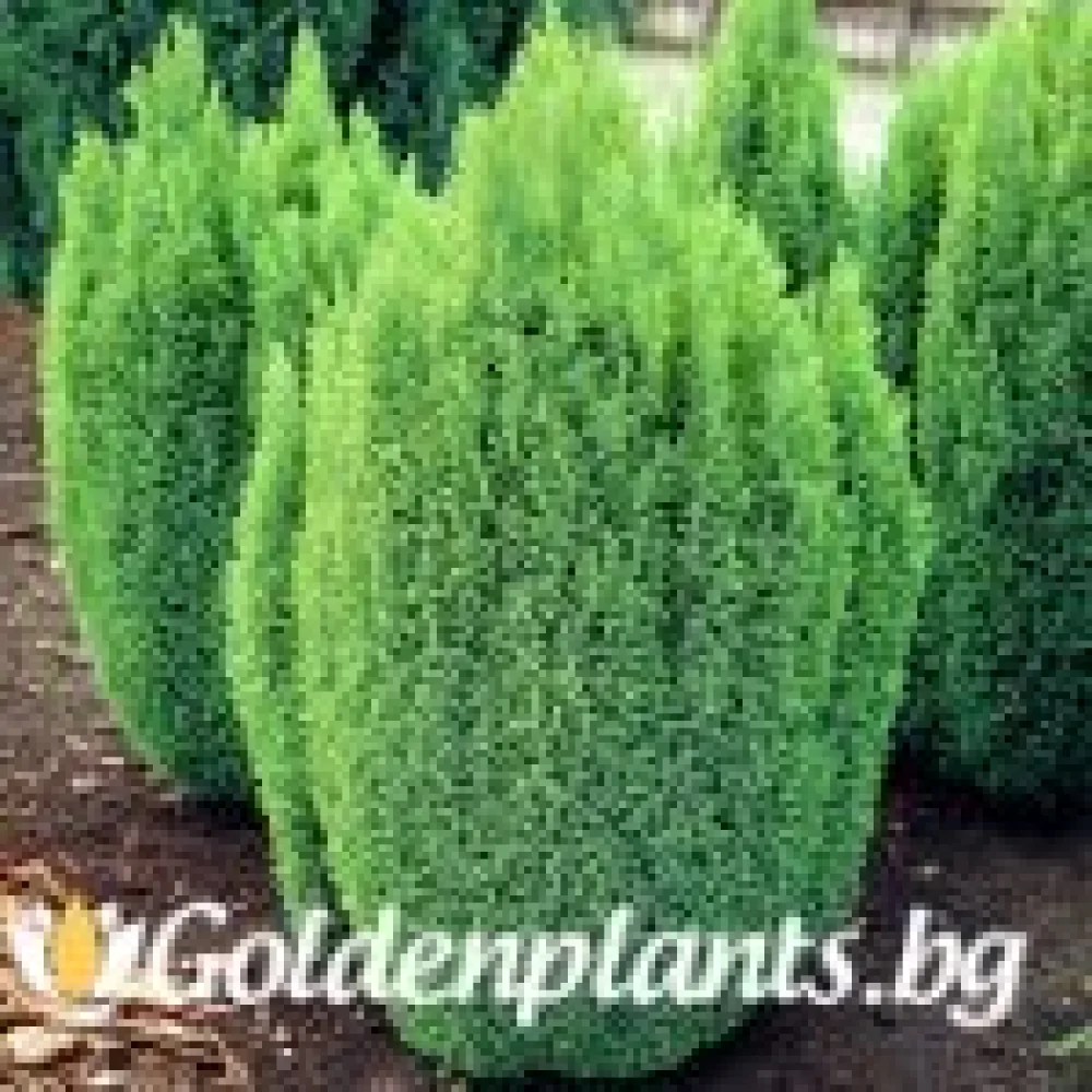 Лъжекипарис Ellwood and ’s Gold (дървесен вид)