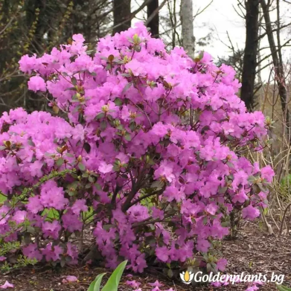 Рододендрон – сорт ‘П.Ж.М Елит’