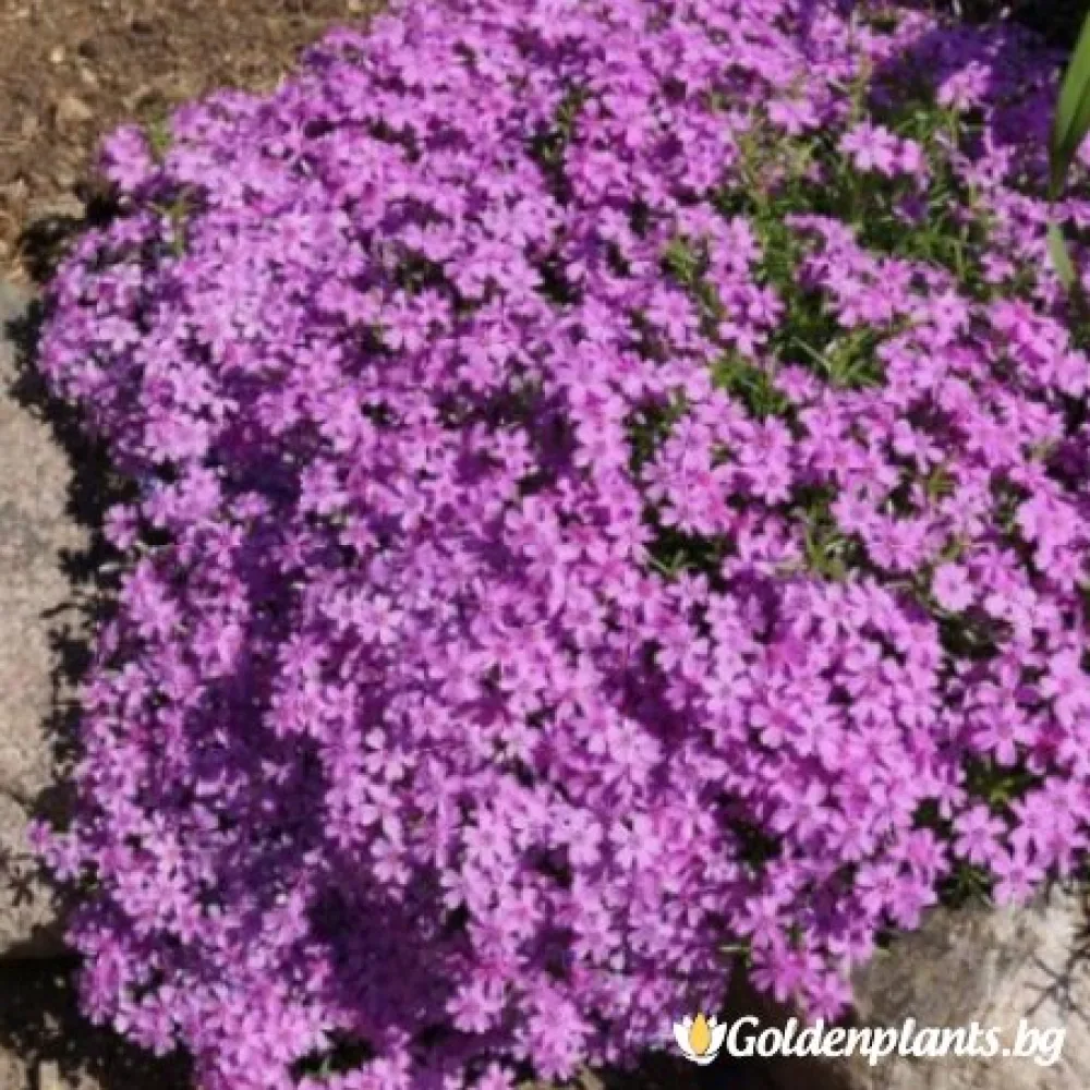 Алпийски Флокс Purple Beauty (градински вид)