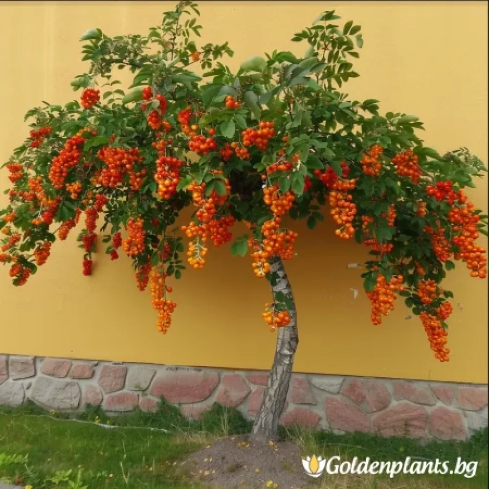 Плачеща Офика 140см (дървесен вид)
