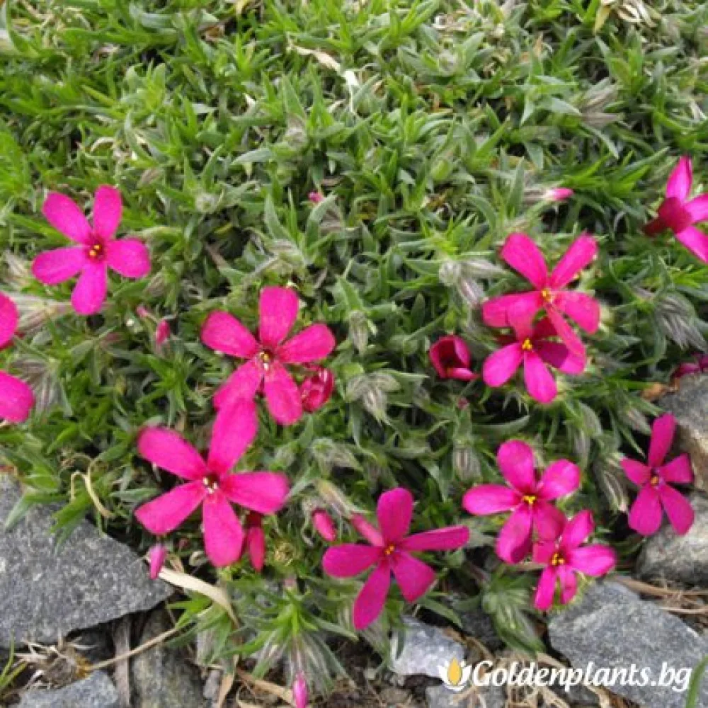 Алпийски Флокс Цикламено червен / Phlox (D) Ochsenblut (градински вид)
