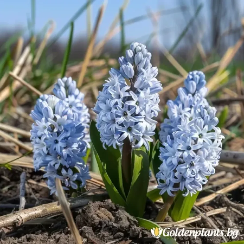 Ливанска Пушкиния (градински вид)