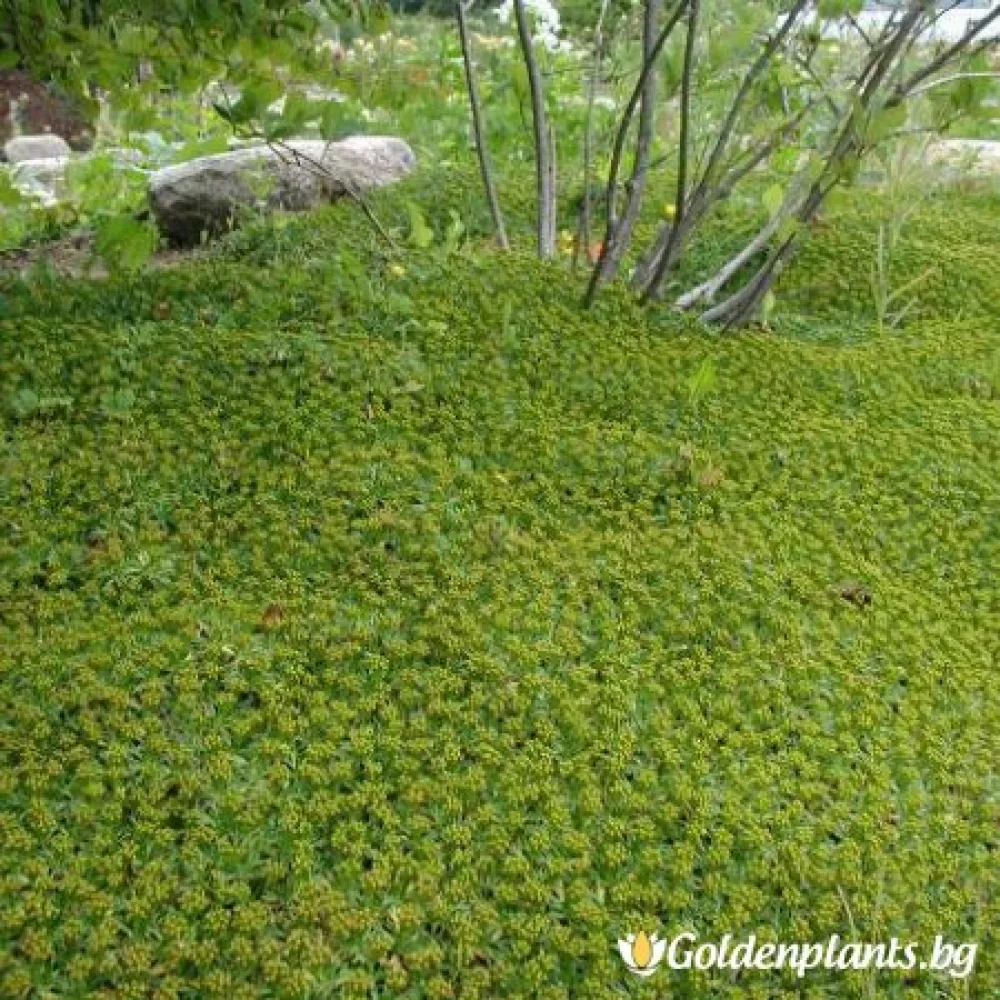 Азорела (градински вид)