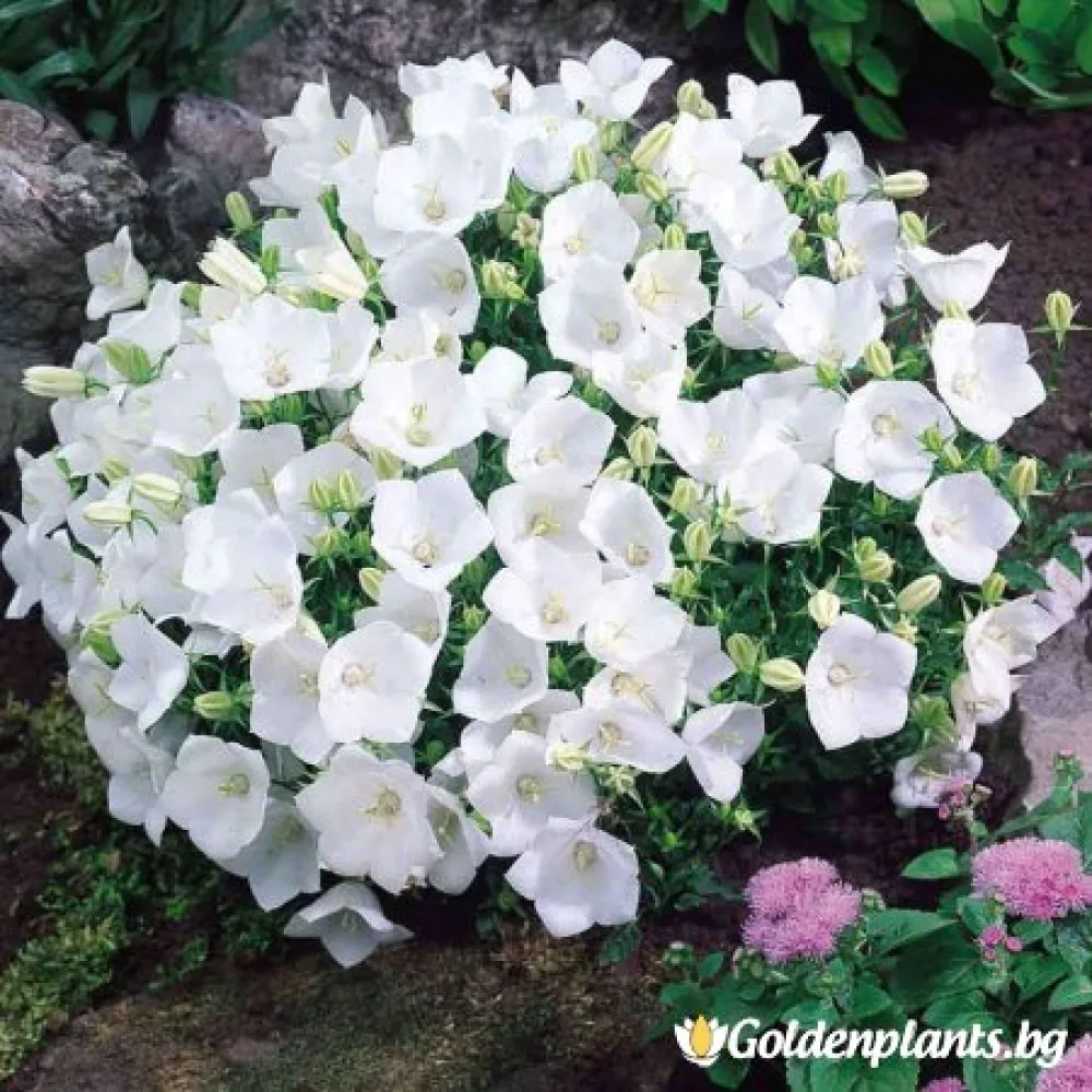 Кампанула бяла (градински вид)