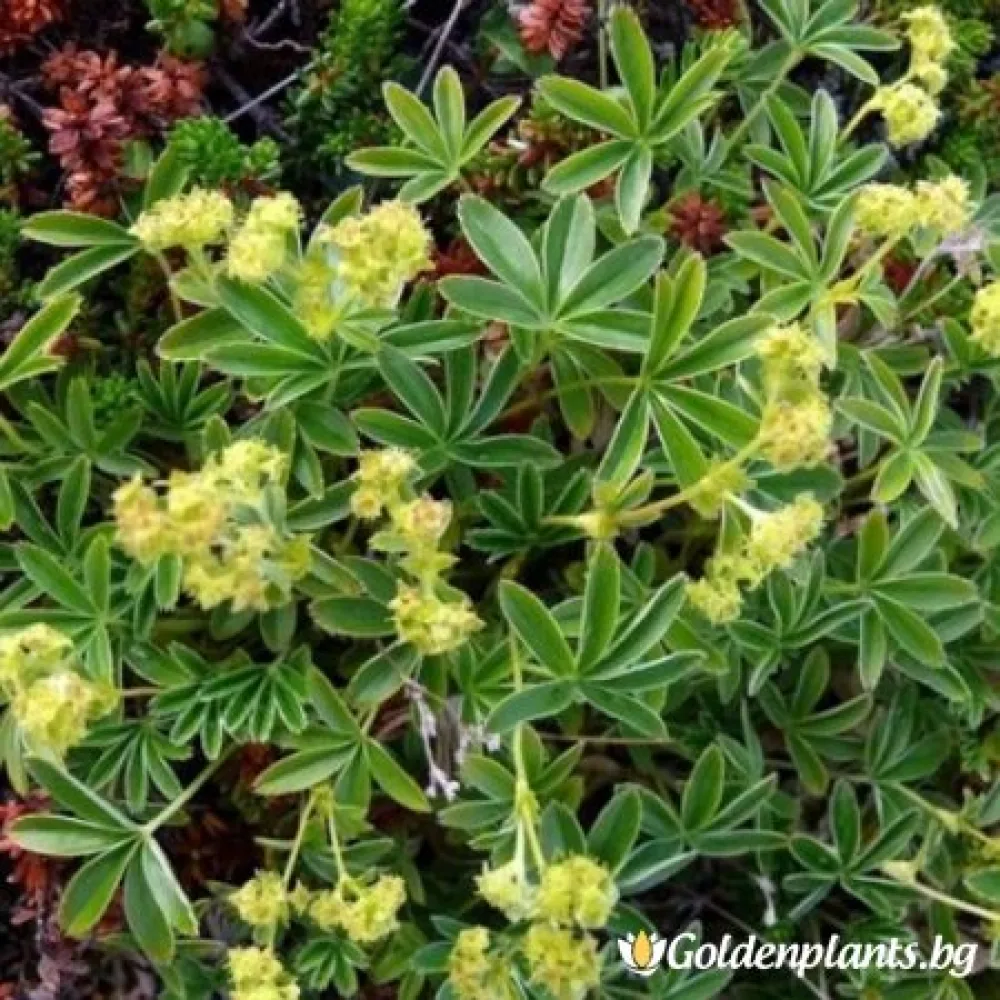 Алпийска алхемила, Шапиче (цъфтящ вид)
