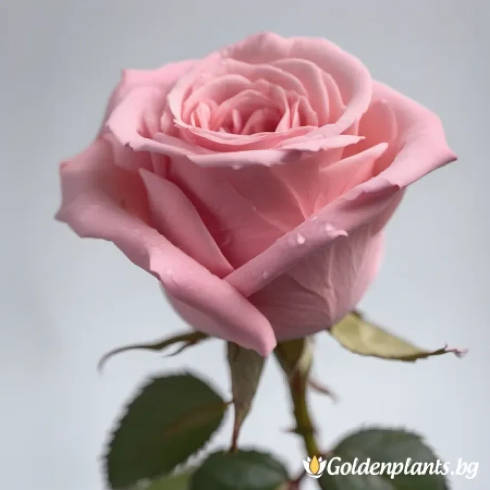 Роза – сорт ‘Розова симфония’ (гол корен)