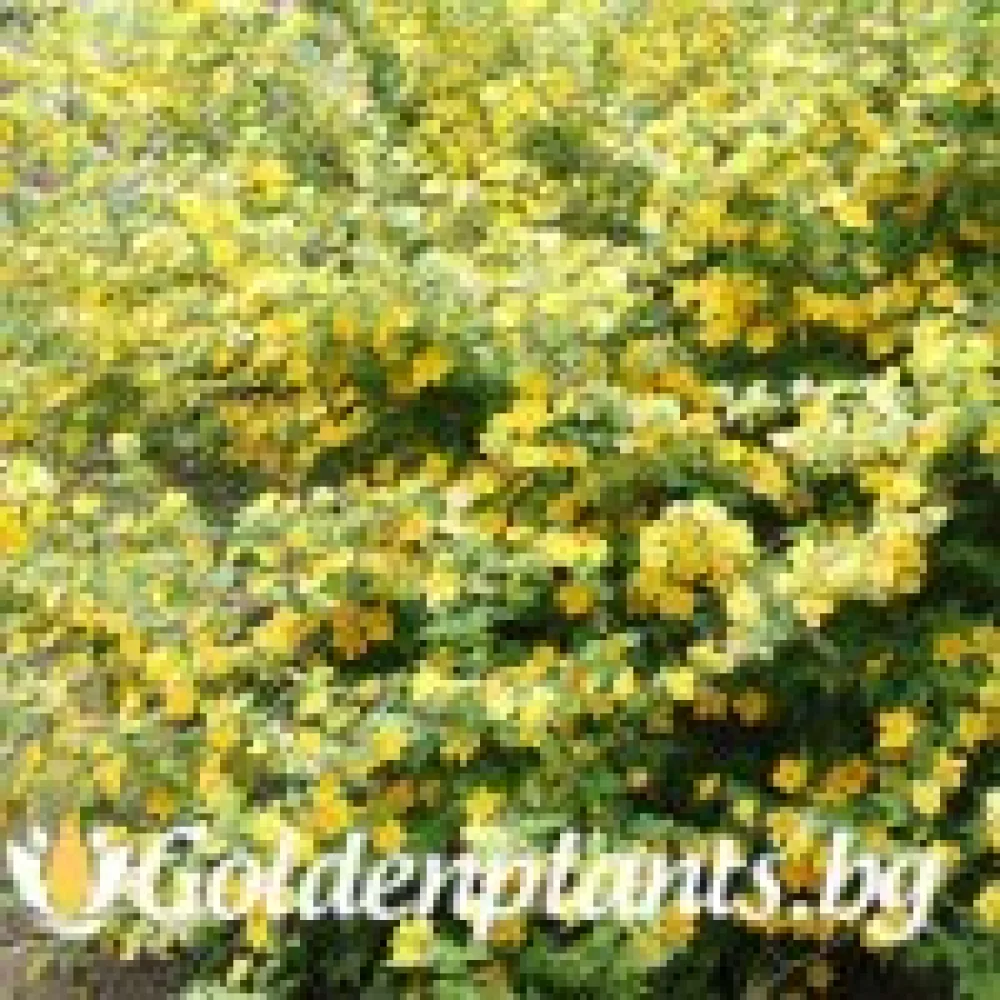 Керия – сорт ‘Жълта’