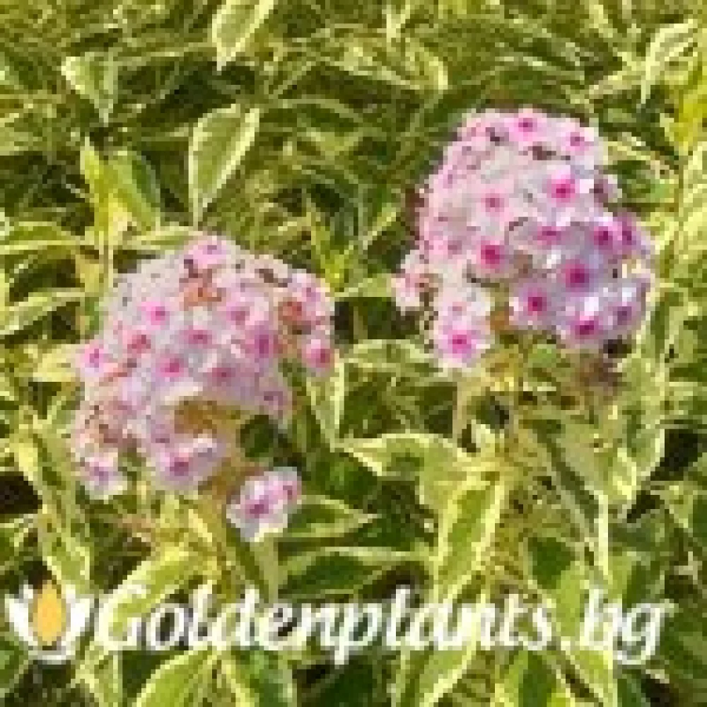 Алпийски флокс шарен (градински вид)
