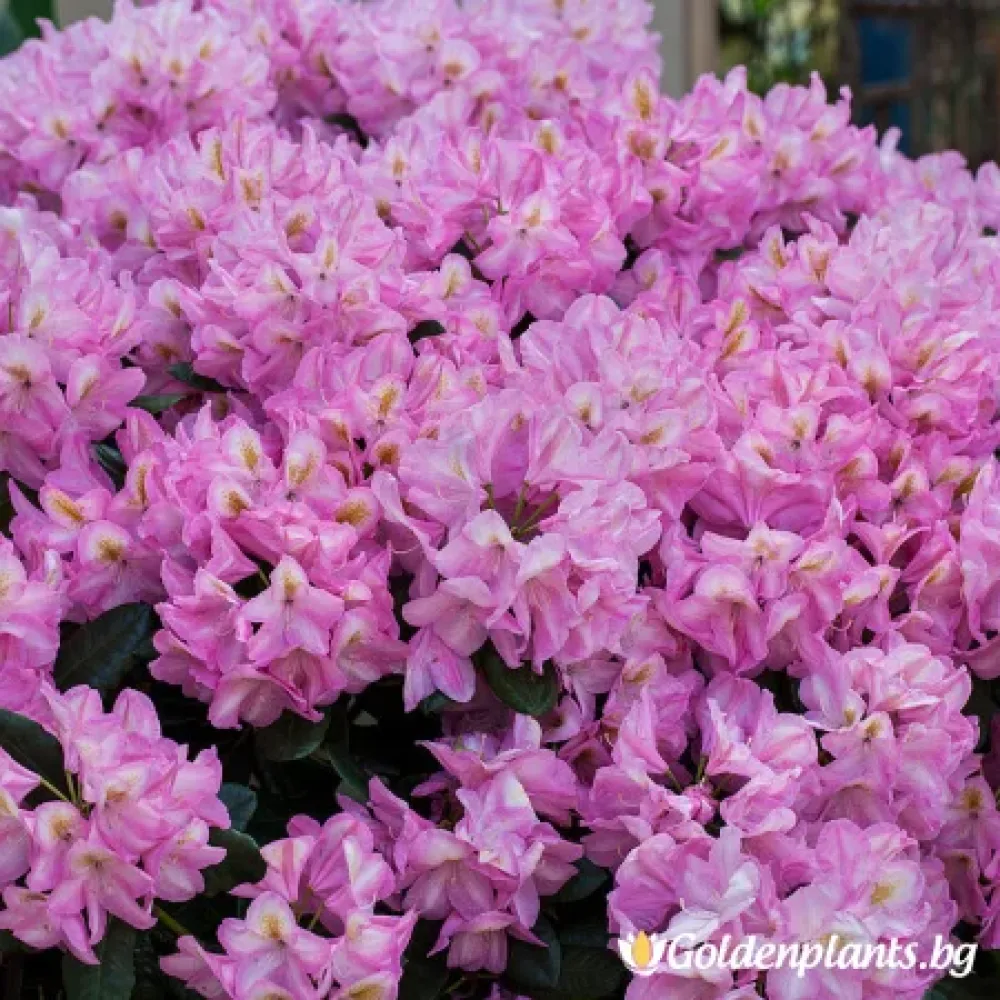 Рододендрон – сорт ‘Аркадий’