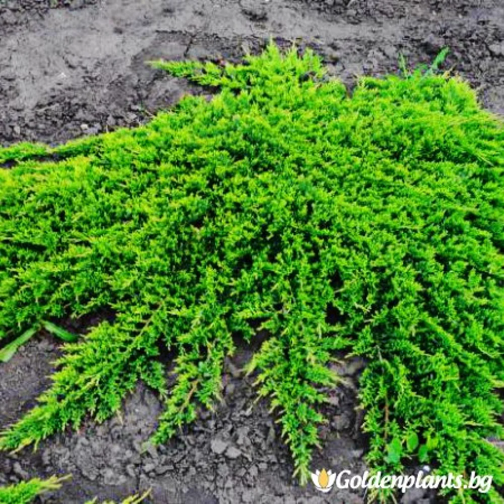Хвойна Принца на Уелс (за жива ограда)