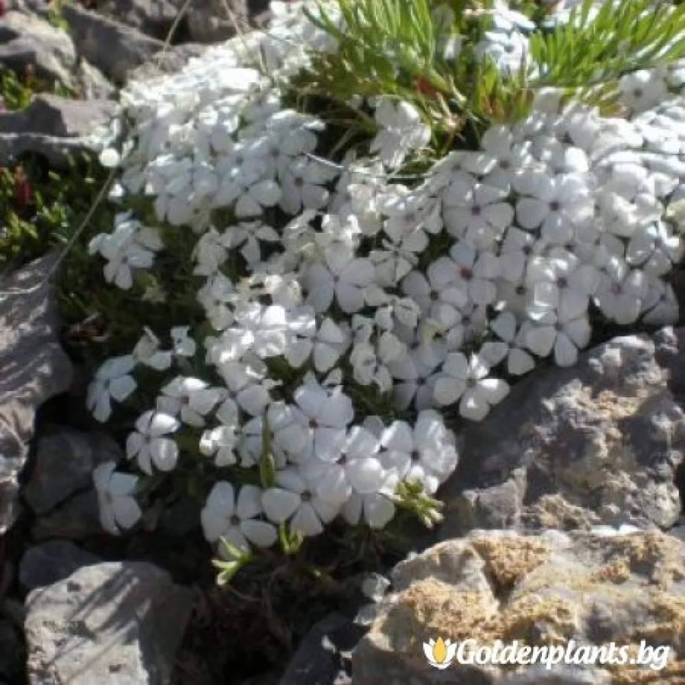 Алпийски Флокс бял (градински вид)